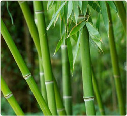 Cơ hội xuất khẩu gậy tre sang Hà Lan