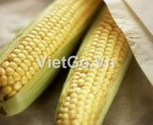 Công ty ở United Kingdom cần mua ngô vàng