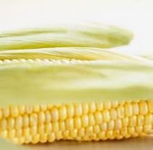 Công ty ở Ấn Độ muốn mua ngô vàng