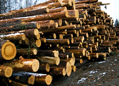 Công ty ở Trung Quốc cần nhập khẩu gỗ keo làm pallet