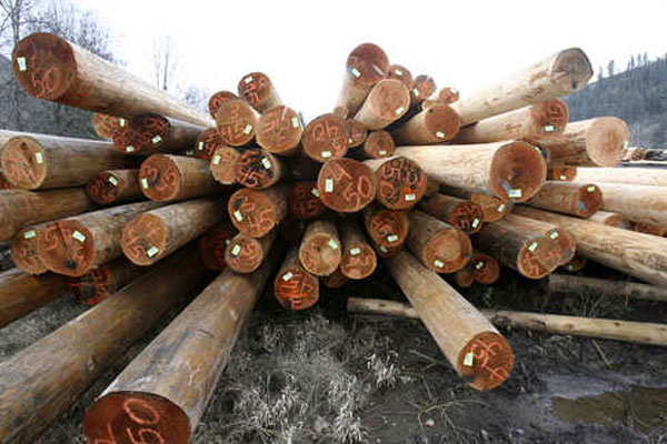 Công ty ở Ấn Độ cần nhập khẩu gỗ thông