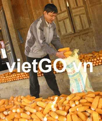 Nhà nhập khẩu Nga cần mua ngô