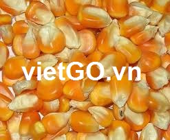 Cơ hội xuất khẩu ngô sang Cyprus