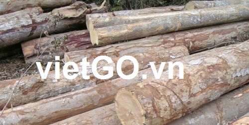 Đơn hàng xuất khẩu gỗ keo tròn tại Việt Nam