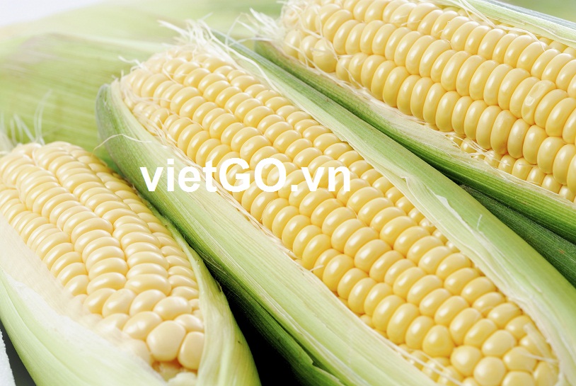 Nhà nhập khẩu Hàn Quốc cần mua ngô