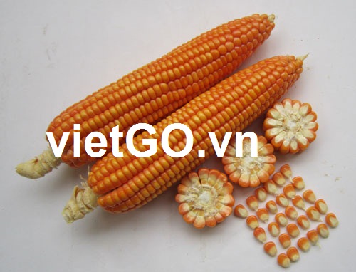 Nhà nhập khẩu Brunei cần mua ngô