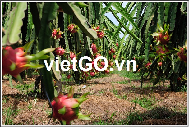 Nhà nhập khẩu Trung Quốc cần mua thanh long 