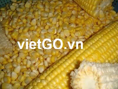 Nhà nhập khẩu Ấn Độ cần mua ngô 