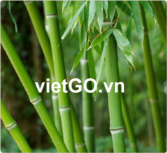 Cơ hội xuất khẩu tre sang Netherland