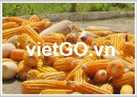 Đối tác Mỹ cần mua ngô 