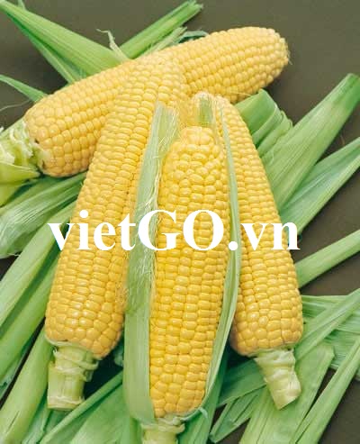 Đơn hàng ngô sang Malaysia