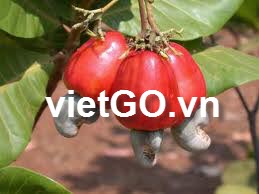 Đơn hàng xuất khẩu hạt điều đến Uzbekistan