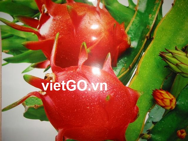 Đơn hàng xuất khẩu thanh long sang Trung Quốc