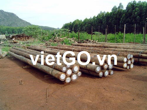 Cơ hội xuất khẩu gỗ bạch đàn sang Mỹ