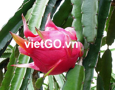 Đơn hàng xuất khẩu thanh long sang Trung Quốc. 