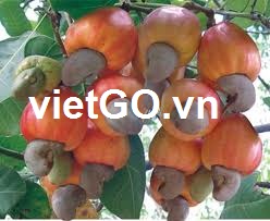 Nhà nhập khẩu Libya cần mua hạt điều 