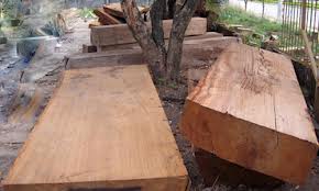 Nhà nhập khẩu Đan Mạch cần mua gỗ xẻ