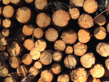Đơn hàng nhập khẩu gỗ Teak  sang Congo