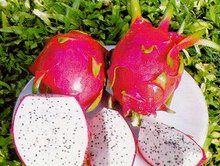 Nhà nhập khẩu Romania cần mua thanh long