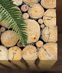  Đơn hàng xuất khẩu gỗ thông tròn sang Trung Quốc