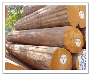 Đơn hàng xuất khẩu gỗ teak tròn sang Brazil