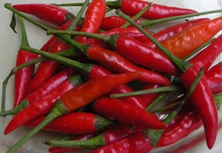 Cơ hội xuất khẩu ớt sang Trung Quốc