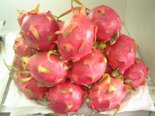 Nhà nhập khẩu Thụy Sĩ cần mua thanh long.