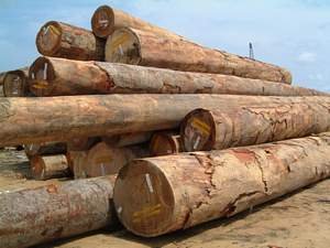 Cơ hội xuất khẩu gỗ dầu sang thị trường Ân Độ
