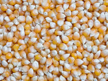 Công ty ở Mỹ cần nhập khẩu ngô