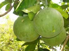 Cơ hội xuất khẩu bưởi sang Mỹ