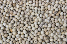 Công ty ở Pakistan muốn mua hạt tiêu đen