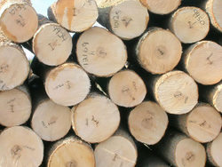 Nhà nhập khẩu Trung Quốc cần mua gỗ Bạch đàn