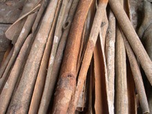Công ty ở Thổ Nhĩ Kỳ cần nhập khẩu quế  
