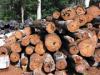 Cơ hội xuất khẩu gỗ thông sang Malaysia