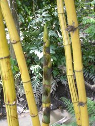 Nhà nhập khẩu Hàn Quốc cần mua tre khô