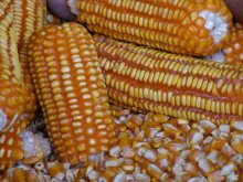 Công ty ở Việt Nam cần mua ngô