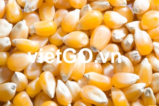 Công ty ở Tây Ban Nha cần mua ngô vàng