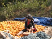 Công ty ở Việt Nam cần mua ngô vàng 