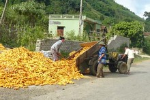 Cơ hội xuất khẩu ngô vàng sang Trung Quốc