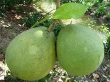Cơ hội xuất khẩu Bưởi sang Trung Quốc