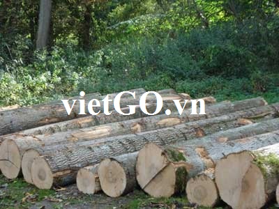 Nhà nhập khẩu Mỹ cần mua gỗ thông