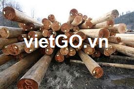 Nhà nhập khẩu Lebanon cần mua gỗ thông tròn.