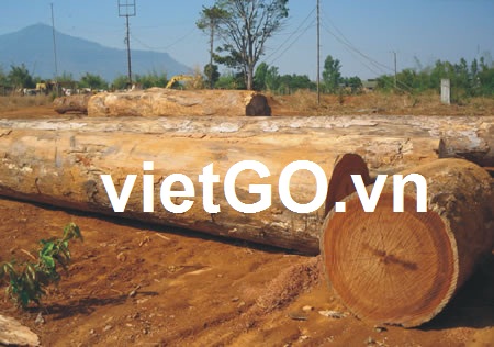 Nhà nhập khẩu Anh cần mua gỗ thông  tròn