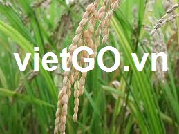 Nhà nhập khẩu Ucraina cần mua gạo hạt dài trắng.