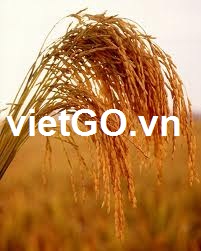Nhà nhập khẩu Ukraine cần mua gạo