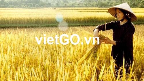 Đơn hàng gạo của nhà nhập khẩu Mỹ
