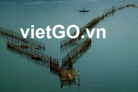 Nhà nhập khẩu Mỹ cần mua cọc tre