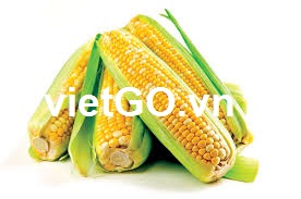 Cơ hội xuất khẩu ngô sang Trung Quốc