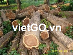 Cơ hội xuất khẩu gỗ teak tròn sang Mỹ