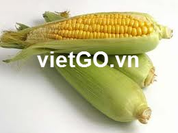 Nhà nhập khẩu Mỹ cần mua ngô
